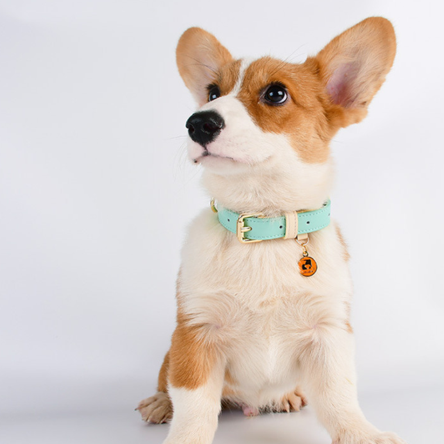 Leather Dog Collar Adjustable Soft Breathable Leather Padded Puppy Collar Dog Training Collar with Alloy Buckle Custom Logo